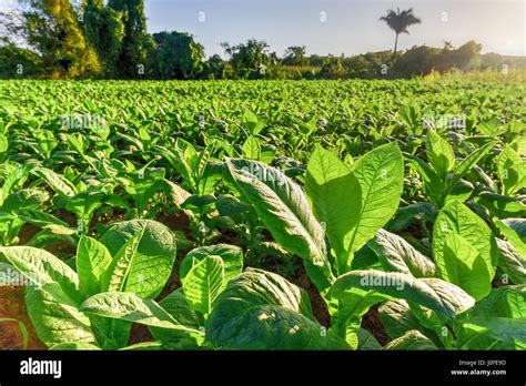 Махорка растение - 70 фото