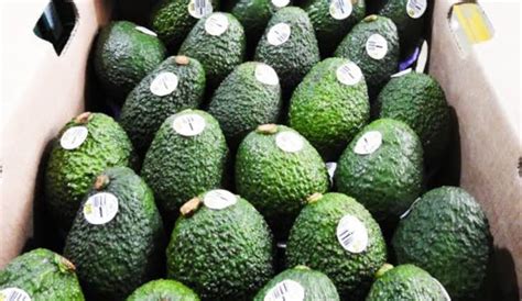 El Oro Verde O Aguacate Desplaza La Biodiversidad En Michoac N