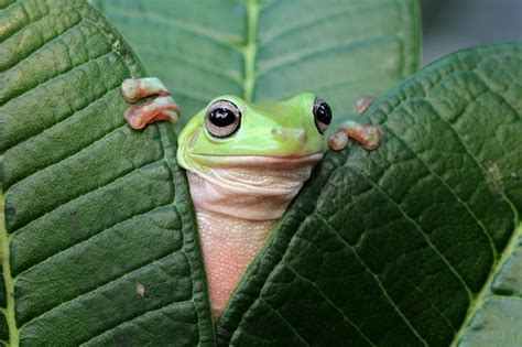 Premium Photo | Australian white tree frog on green leaves