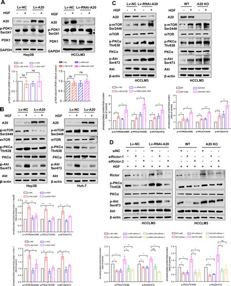 A20 Inhibits The Activity Of Mtorc2 A A20 Overexpression Did Not