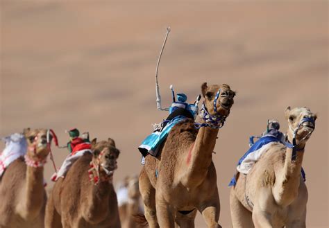 Camel Racing