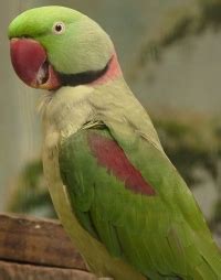 The Intelligent Alexandrine Parrot / Alexandrine Parakeet