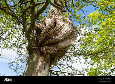 Large Burl On Oak Tree Scotland Uk Stock Photo Alamy