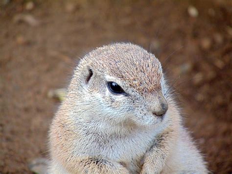 Cute Wildlife Mammal Free Photo On Pixabay Pixabay