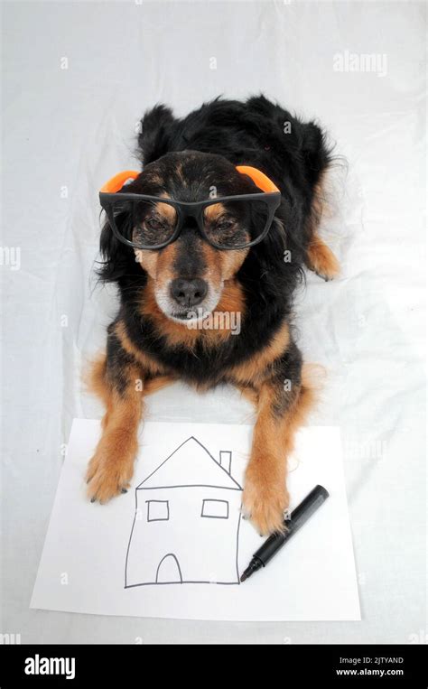 A Vertical Shot Of An Old Black Dog Holding A Drawing By Her Paws Stock