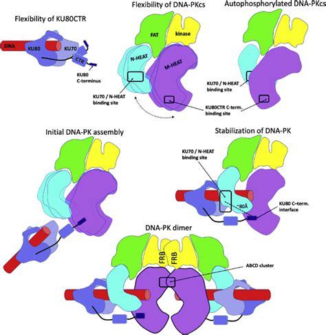 Dna Pk Functional Flexibility As Cartoons I Minimal Flexibility Of