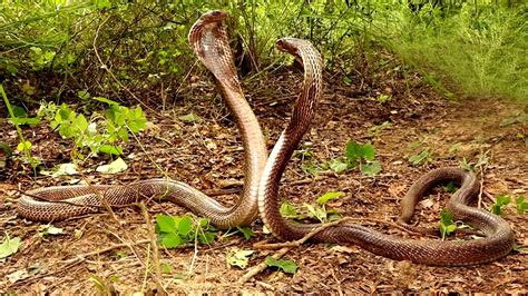 Witnessing a pair of king cobras falling into a large well in India