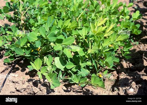 L Arachide Arachis Hypogea Est Une Plante Annuelle Originaire De L