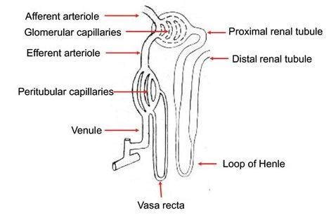 Glomerular Capillaries And Peritubular Capillaries