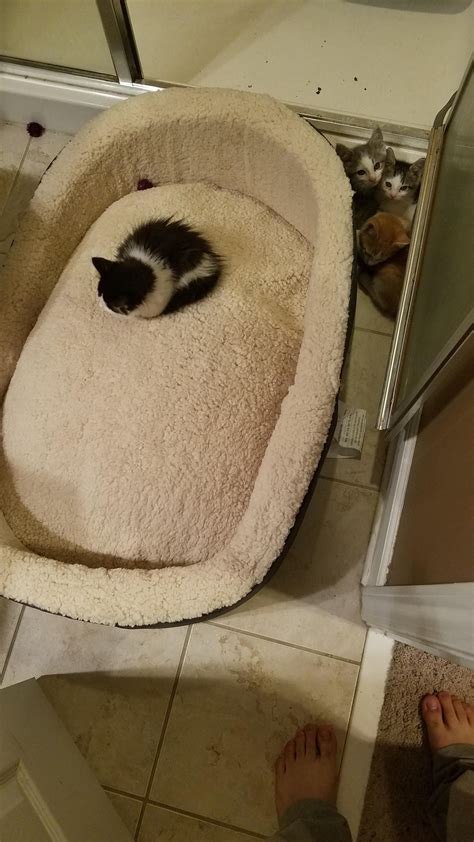 Chad Pussy R Chadsriseup