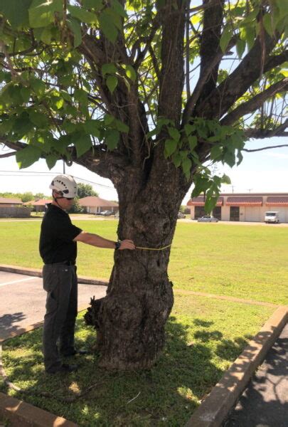 Tree Services Latour Tree Service