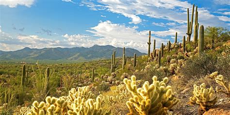 Top 162 + Flora y fauna del desierto en mexico - Anmb.mx