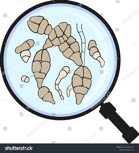 Bacteria Magnifying Glass Mould Fungus Alternaria Stock Vector (Royalty