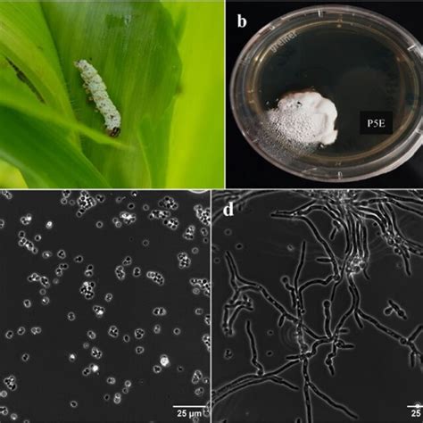 Morphological Characteristics Of Beauveria Bassiana Infecting The Fall Download Scientific