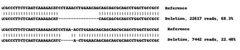 人NKX2 5 knockout HEK 293 cell line Abcam中文官网