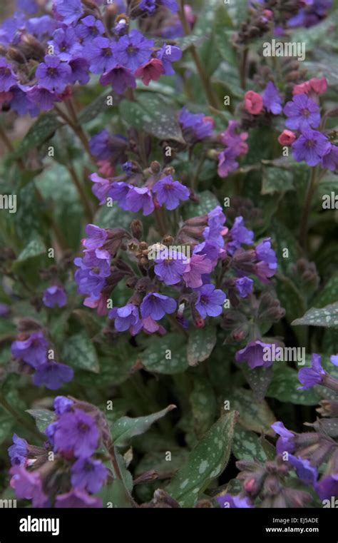 Pulmonaria Purple Mauve Blue No Name Stock Photo Alamy
