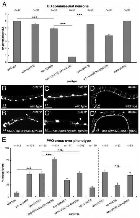 Double Mutant Analysis Of Sdn 1 And Hs Modifying Enzymes A