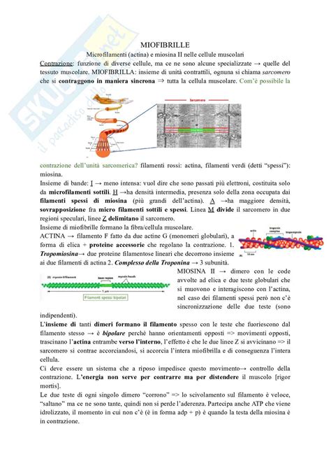 Tessuto Muscolare E Contrazione