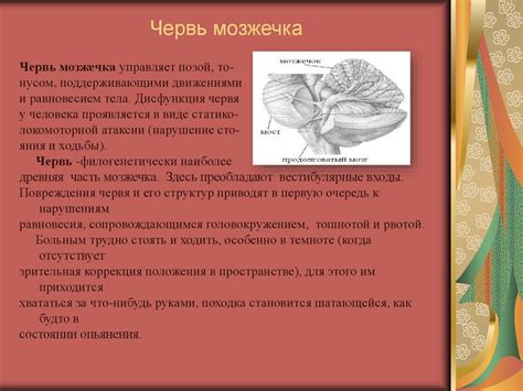 Задний Мозг: Продолговатый мозг, Варолиев мост. Основные функции ...