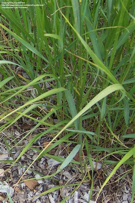 Plantfiles Pictures Switch Grass Wand Panic Grass Panicum Virgatum By Rickwebb