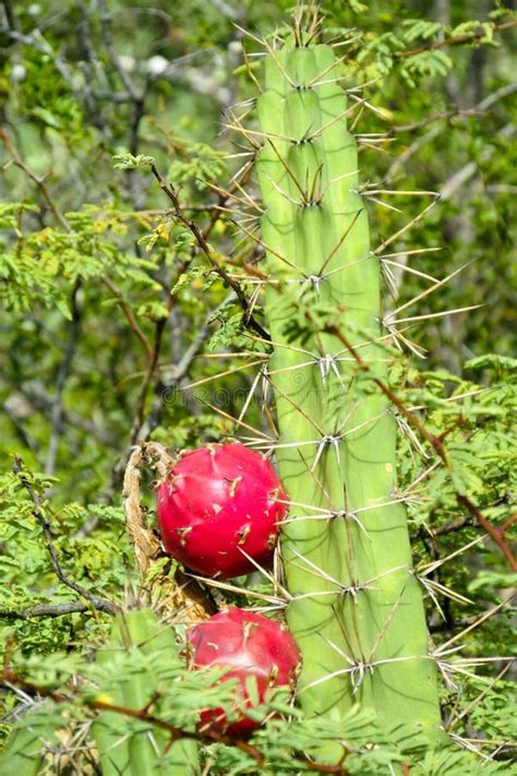 Cactus Needles Stock Image Image Of Exotic Flower Botanical 82744777