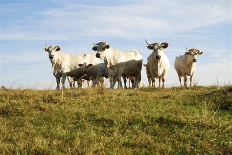 Confinamento Ou Pasto Qual O Melhor Manejo Do Gado