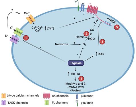 Frontiers Hypoxic Regulation Of The Large Conductance Calcium And