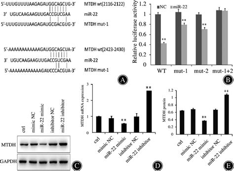 MiR 22 Regulates Autophagy By Targeting Metadherin MTDH In