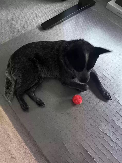 Dog adoption in Durham, NC 27713: Australian Cattle Dog Dog "Siri"
