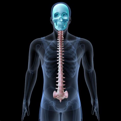 skeleton   skeleton         premium ai