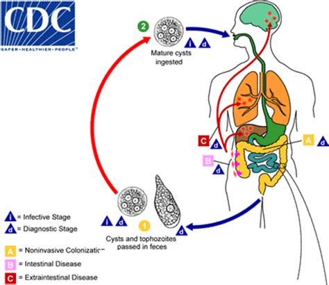 Figure 1 2 From The Intermediate Subunit Of The Gal Galnac Lectin May