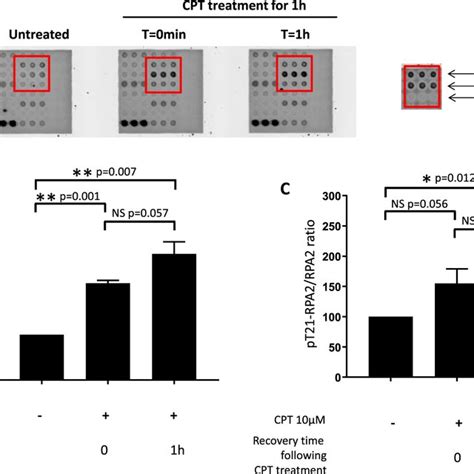 Western Blot Analysis Of RPA2 Phosphorylation In HeLa Cells In Response