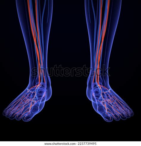 Human Male Legs Arteries Veins Medical Stock Illustration 2237739495 | Shutterstock