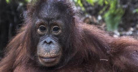 Orangutan Species Profile Four Paws Australia