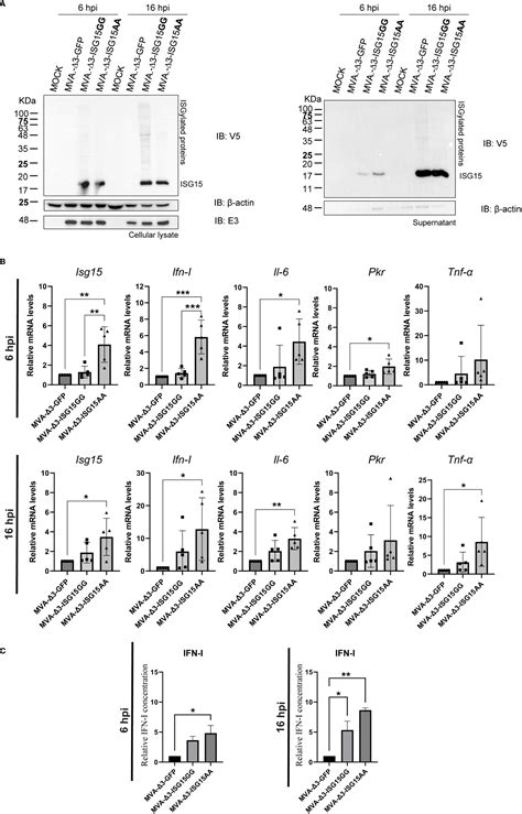 Frontiers | An MVA-based vector expressing cell-free ISG15 increases ...