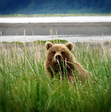 10 Best Alaska Tours And Trips 20242025 Tourradar