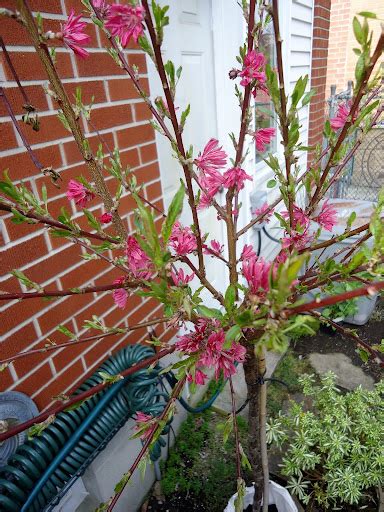 helleborus | Green Theatre