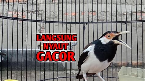 Suara Burung Jalak Suren Pancingan Emosi Full Variasi Agar Burung Jalak