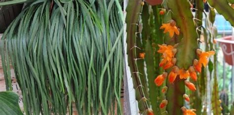 Лесные кактусы виды и названия | Flowery-Blog