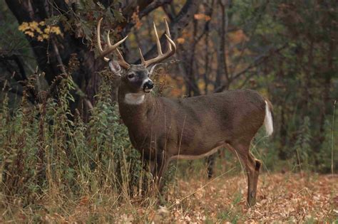 Monster Whitetail Deer Wallpaper - WallpaperSafari