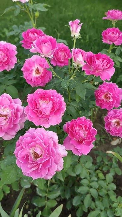 Японская роза Шахерезада #розашахерезада #японскиерозы #rosesheherazade ...