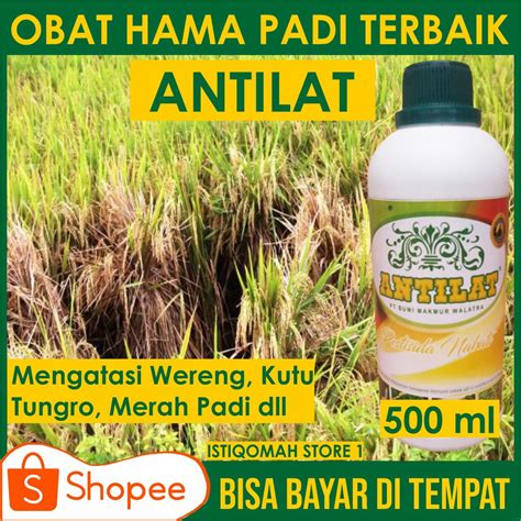 Jual Ori Antilat Pestisida Organik Obat Hama Padi Mengatasi Hama