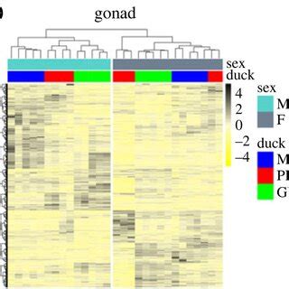 Dynamic Changes Of Sex Biased Genes In Three Breeds A Three