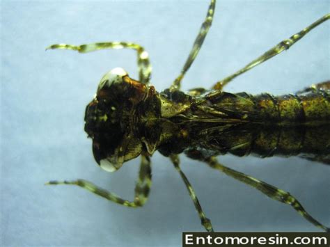 Dragonfly Larvae Taxidermy
