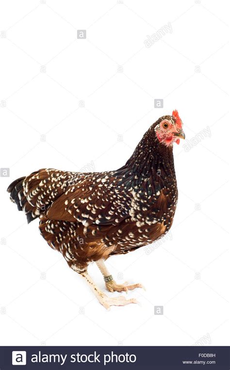 Sussex Chicken Breed Stock Photo Alamy