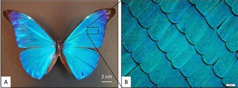 Dorsal Side Of A Morpho Rhetenor Male A Macroscopic View B Magnified