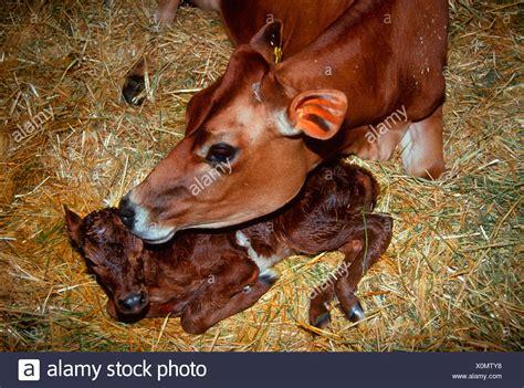 Mother Cow Licking Calf High Resolution Stock Photography And Images