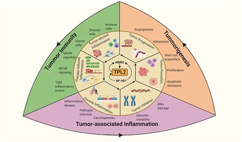 Tumor Progression Locus Tpl In Tumor Promoting Inflammation