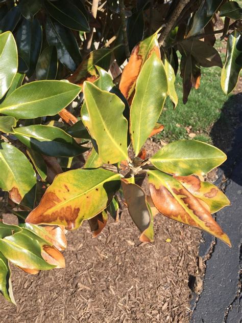 Why Are My Magnolia Grandiflora Leaves Turning Brown At Thomas Reiser Blog