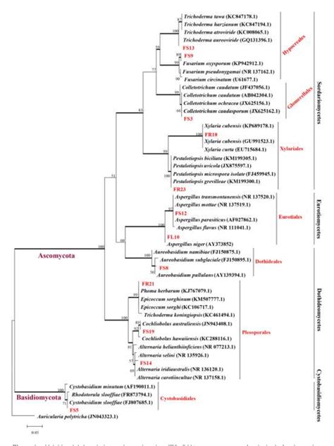 Figure From Cultural Endophytic Fungi Associated With Dendrobium